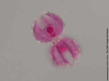 S041 100x.jpg